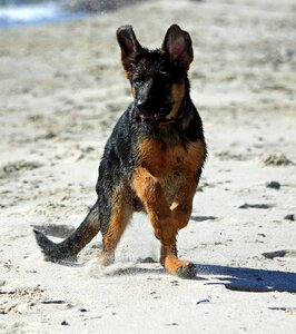German shepherd dog puppy beach play photo