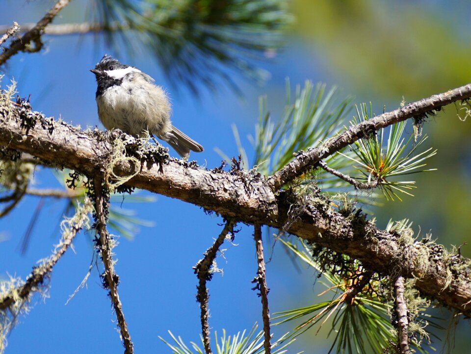 Young animal forest