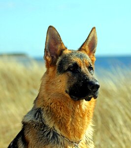 German shepherd dog male portrait