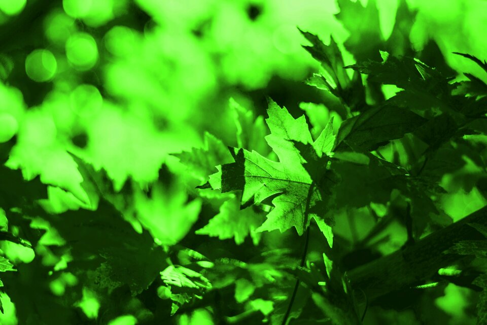 Green leaves background background wallpaper