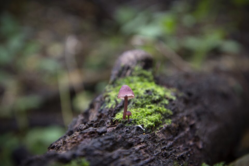 Brown natural fungus