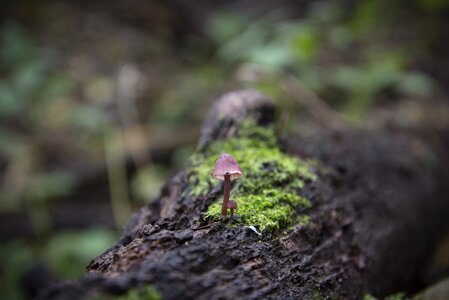 Brown natural fungus