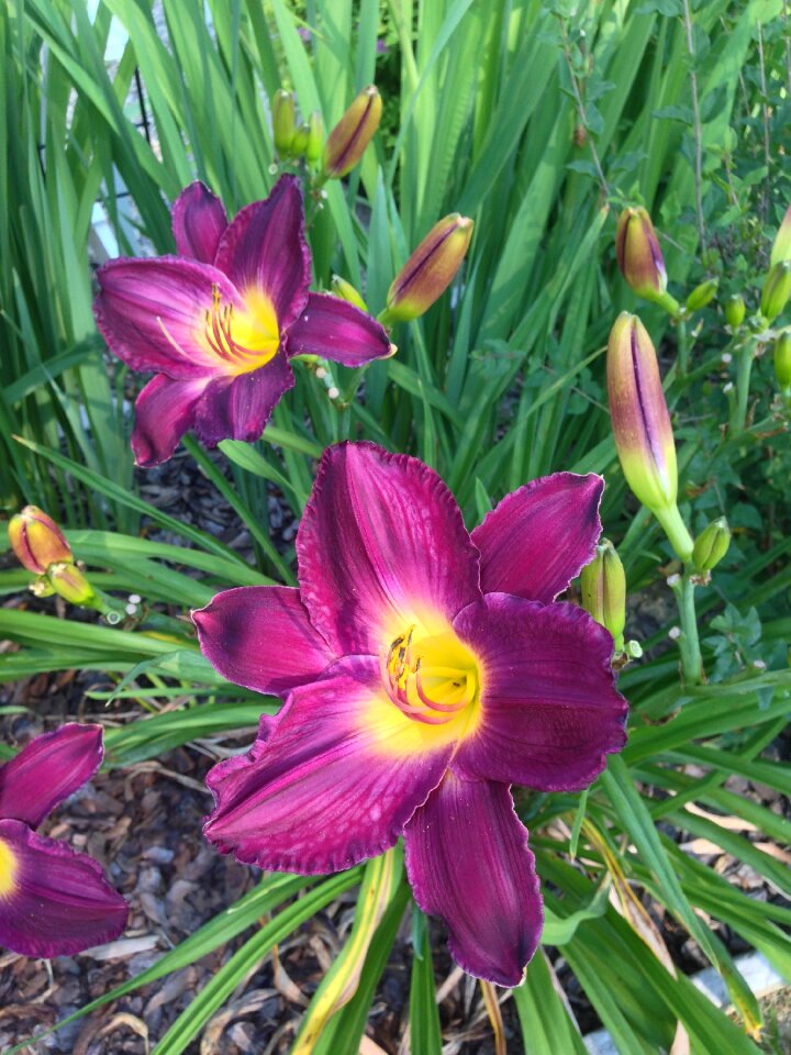 Plant garden spring