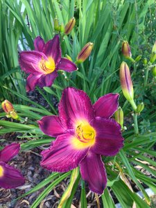 Plant garden spring