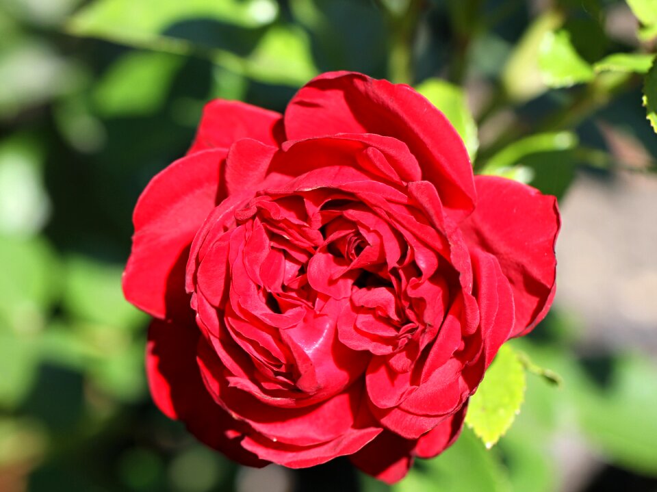 Blossom bloom flower