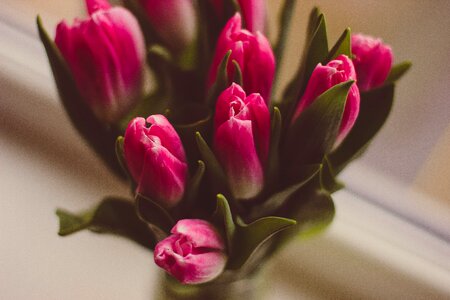 Flower vase flowers tulips