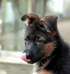 Puppy german shepherd dog yummy