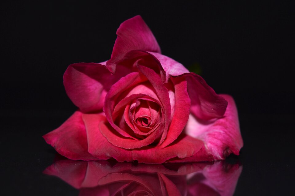 Rose bloom flowers blossom