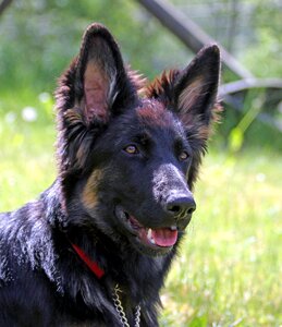 German shepherd dog long-haired youngster photo