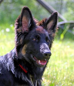German shepherd dog long-haired youngster