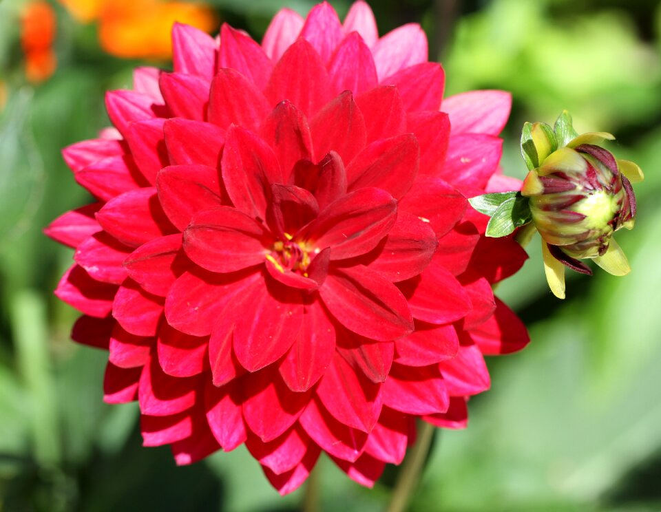 Blossom bloom red flower