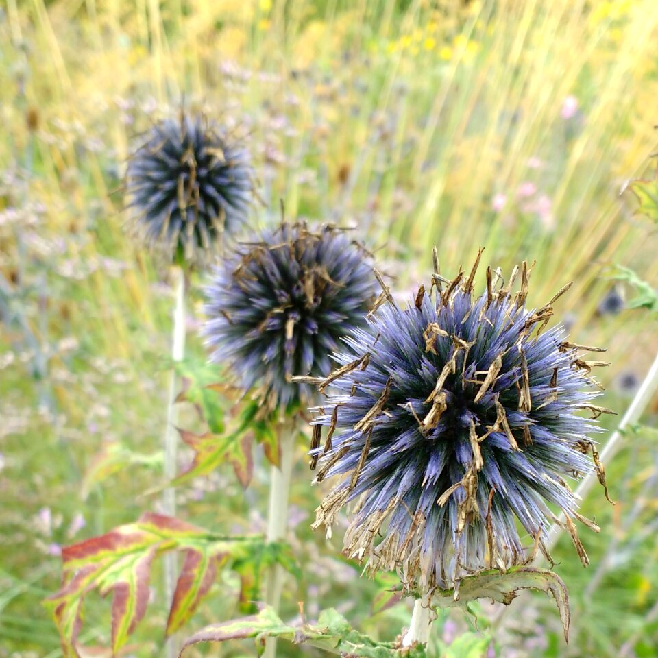 Meadow summer wildflower