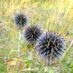 Meadow summer wildflower