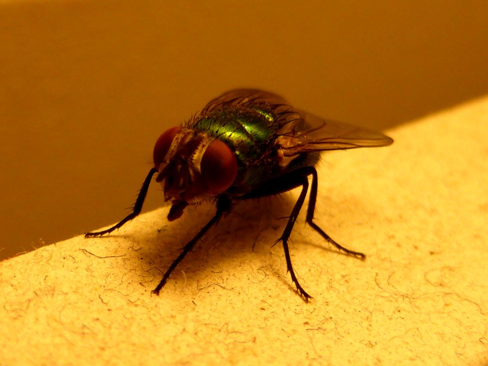 Lucilia-sericata-3