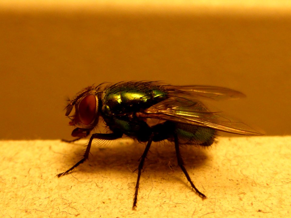 Lucilia-sericata-1