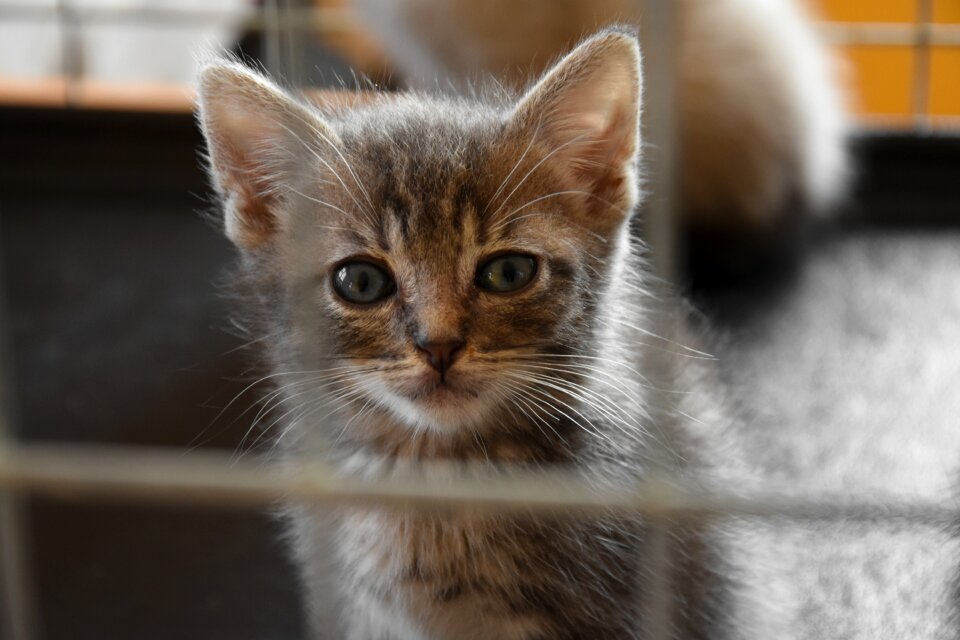 Eyes feline cat eyes