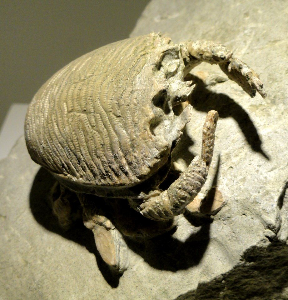 Lophoranina mariestiana, mole crab, Eocene, Cava Main, Arezignano, Italy - Houston Museum of Natural Science - DSC01974