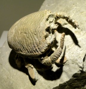 Lophoranina mariestiana, mole crab, Eocene, Cava Main, Arezignano, Italy - Houston Museum of Natural Science - DSC01974