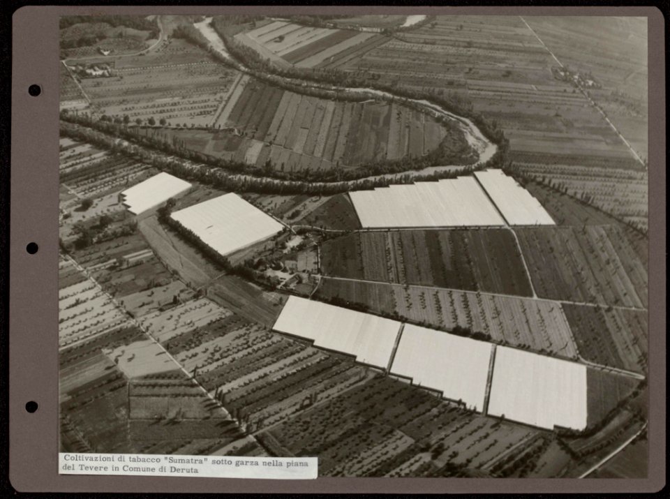 Luchtopname van kavels voor de tabaksteelt, voor de bescherming van de tabakspla, Bestanddeelnr 836 17