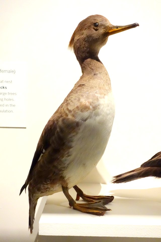 Lophodytes cucullatus (Hooded merganser) female - Oakland Museum of California - DSC05303