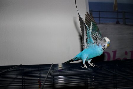 Pets parakeets plumage photo