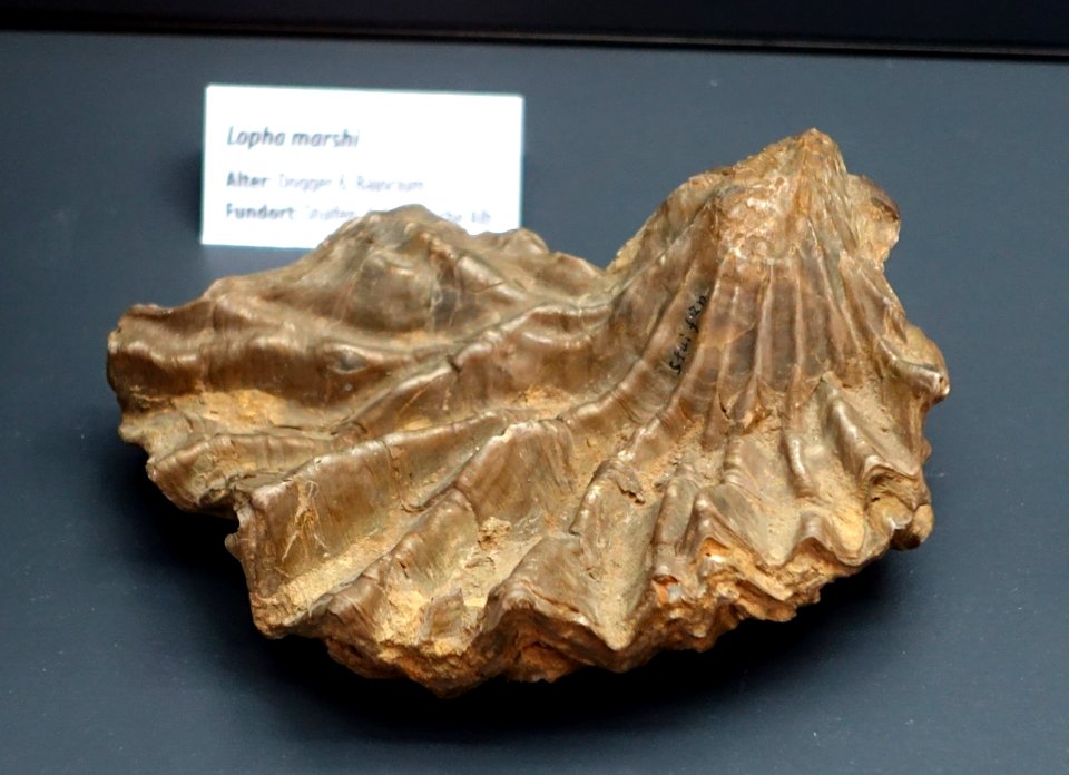 Lopha marshii - Naturhistorisches Museum, Braunschweig, Germany - DSC05099