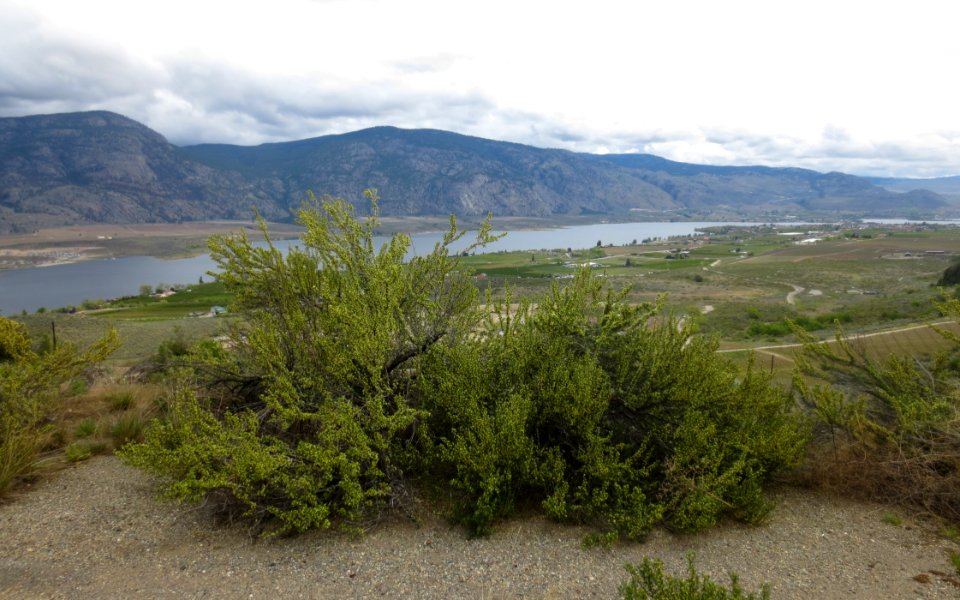 Looking Eastward over the Southern Okanagan Valley on a Spring Afternoon