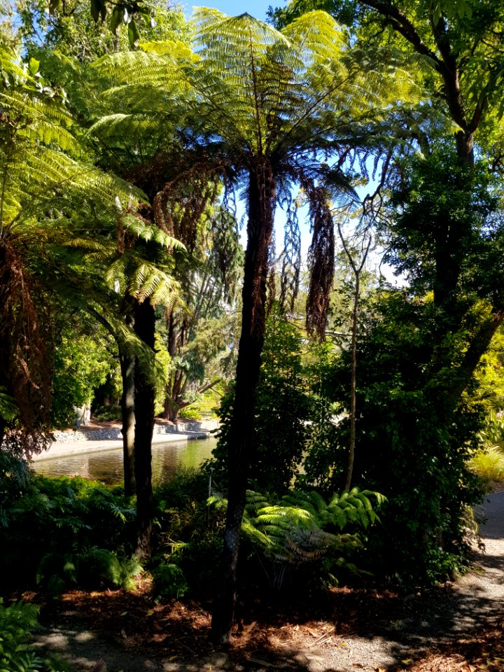 Looking into the Queens Gardens, Nelson