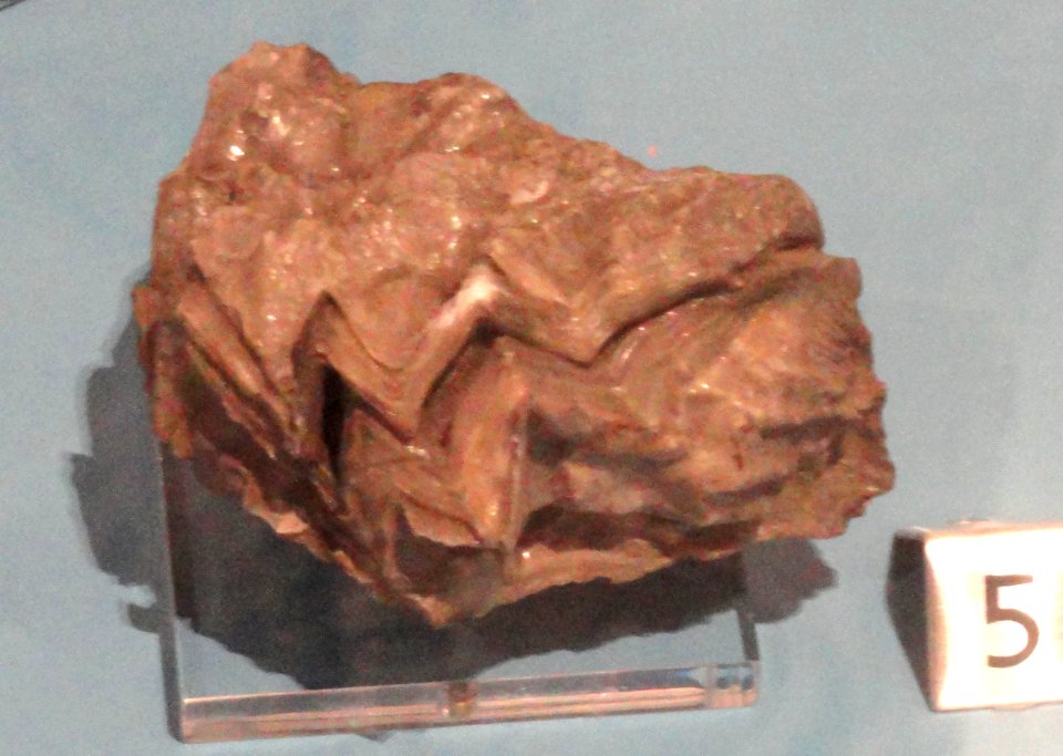 Lopha flabelloides, Calvados, France, Late Jurassic - Royal Ontario Museum - DSC09929
