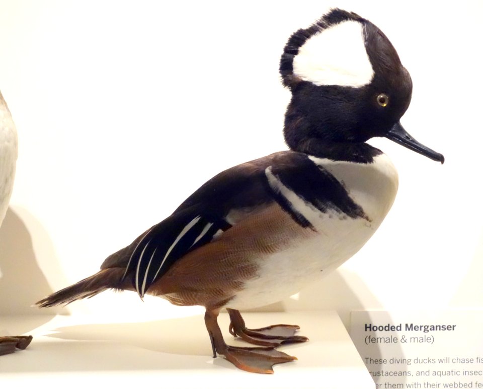 Lophodytes cucullatus (Hooded merganser) male - Oakland Museum of California - DSC05305