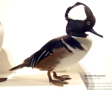 Lophodytes cucullatus (Hooded merganser) male - Oakland Museum of California - DSC05305