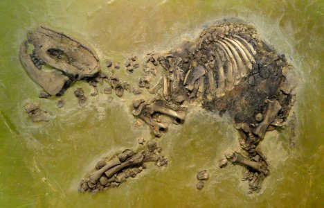 Lophiodon sp. - Naturmuseum Senckenberg - DSC02246
