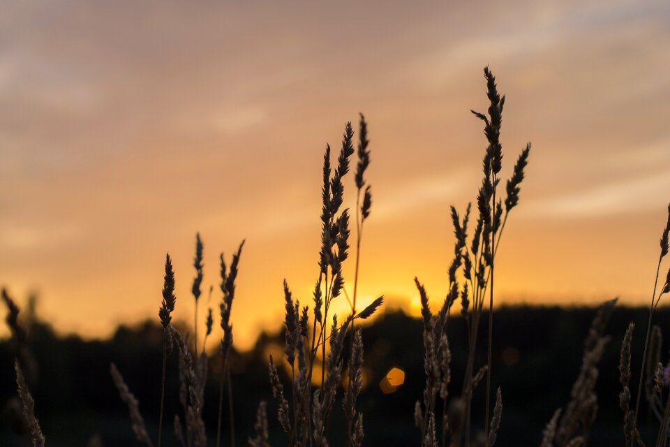 Sunset wheat wheat field