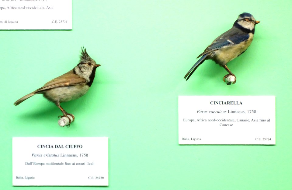 Lophophanes cristatus (Parus cristatus) and Cyanistes caeruleus (Parus caeruleus) - Museo Civico di Storia Naturale Giacomo Doria - Genoa, Italy - DSC03085