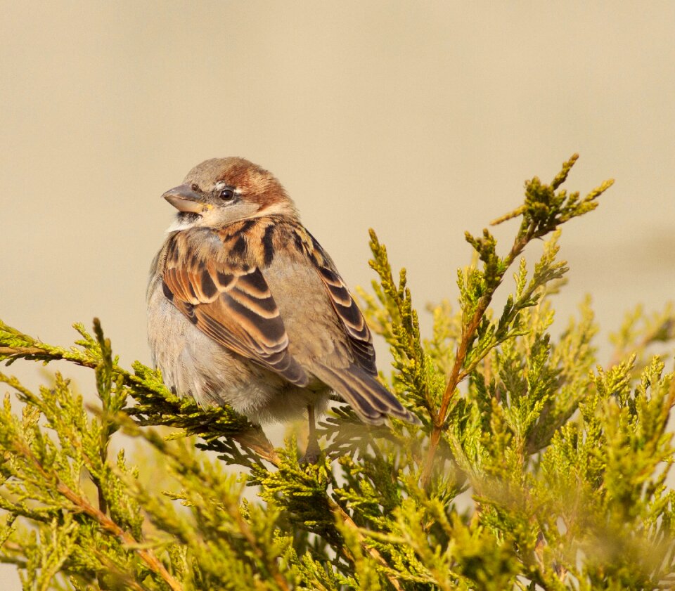 Nature animal beak