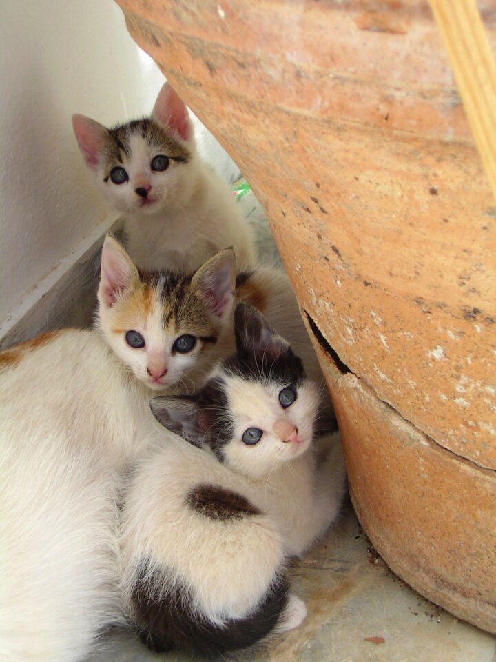 Animals greece pet