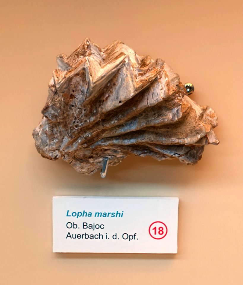 Lopha marshii - Naturhistorisches Museum Nürnberg - Nuremberg, Germany - DSC04162