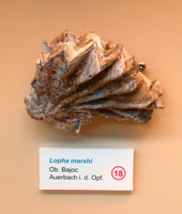 Lopha marshii - Naturhistorisches Museum Nürnberg - Nuremberg, Germany - DSC04162