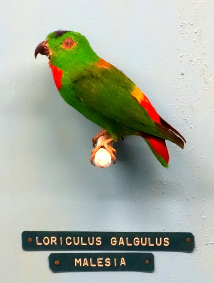Loriculus galgulus - Museo Civico di Storia Naturale Giacomo Doria - Genoa, Italy - DSC03145