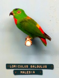 Loriculus galgulus - Museo Civico di Storia Naturale Giacomo Doria - Genoa, Italy - DSC03145