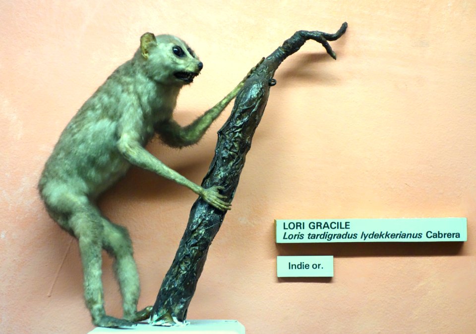 Loris lydekkerianus (Loris tardigradus lydekkerianus) - Museo Civico di Storia Naturale Giacomo Doria - Genoa, Italy - DSC02520