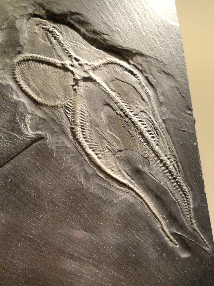 Loriolaster mirabilis, brittle star, Early Devonian, Hunsruck Slate, Bundenbach, Germany - Houston Museum of Natural Science - DSC01701