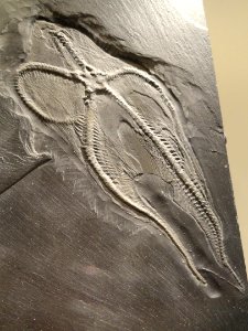 Loriolaster mirabilis, brittle star, Early Devonian, Hunsruck Slate, Bundenbach, Germany - Houston Museum of Natural Science - DSC01701