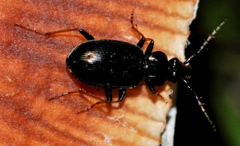 Loricera-pilicornis-05-fws