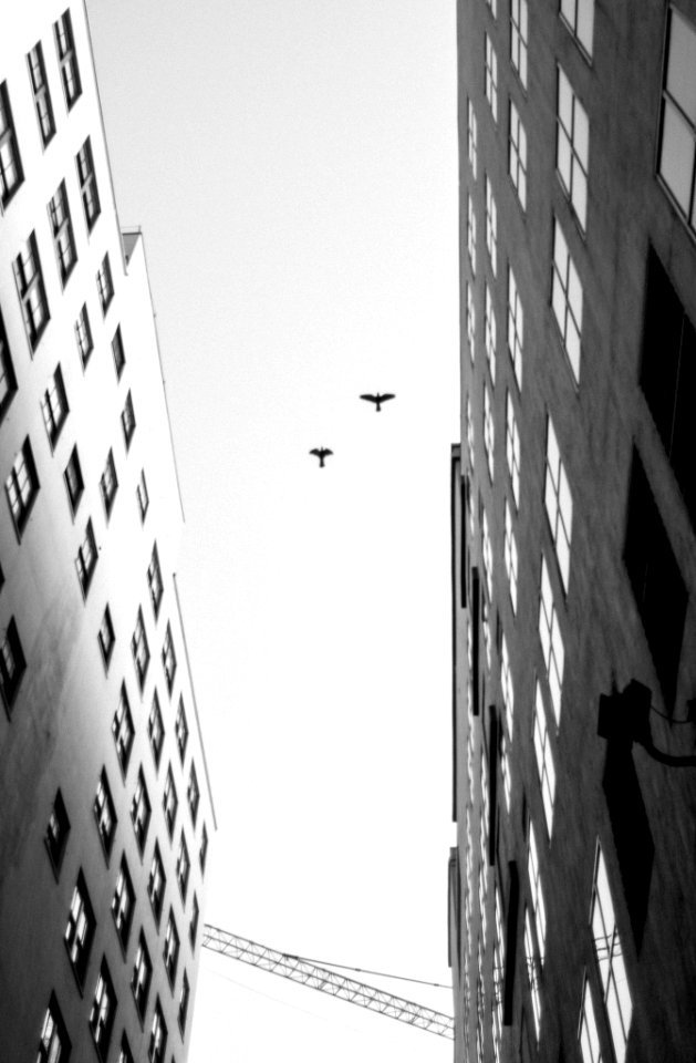 Look Up And Fly (156489483)