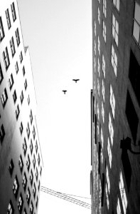 Look Up And Fly (156489483) photo