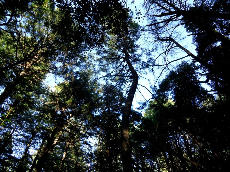 Looking up at trees in Castle Rock State Park