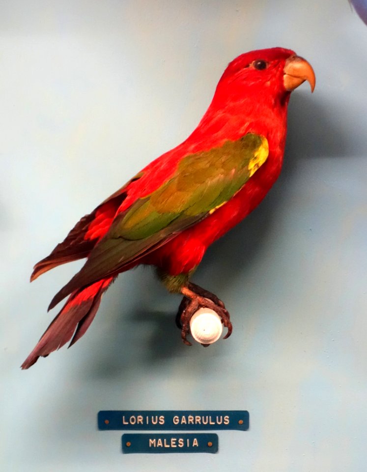 Lorius garrulus - Museo Civico di Storia Naturale Giacomo Doria - Genoa, Italy - DSC03149