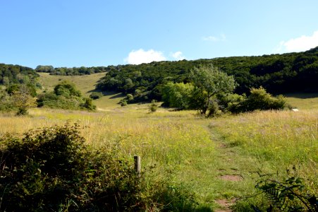 Looking up Kingley Vale 1
