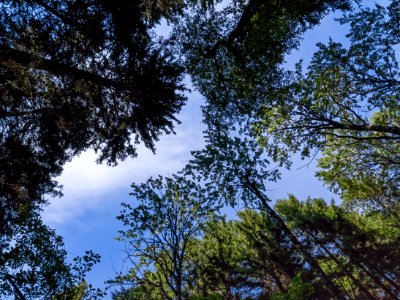 Looking up at tree canopies in Gullmarsskogen ravine